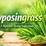 Lyposingrass, a nutrient-dense superfood, displayed with fresh green smoothie, vegetables, and powder for healthy living.